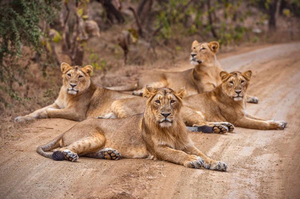 Sasan Gir Tour